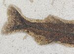 Detailed Mioplosus Fossil Fish - Inch Layer #18697-3